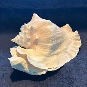 Queen Conch Shell with Very Rare Double Lip. Highly Unusual
